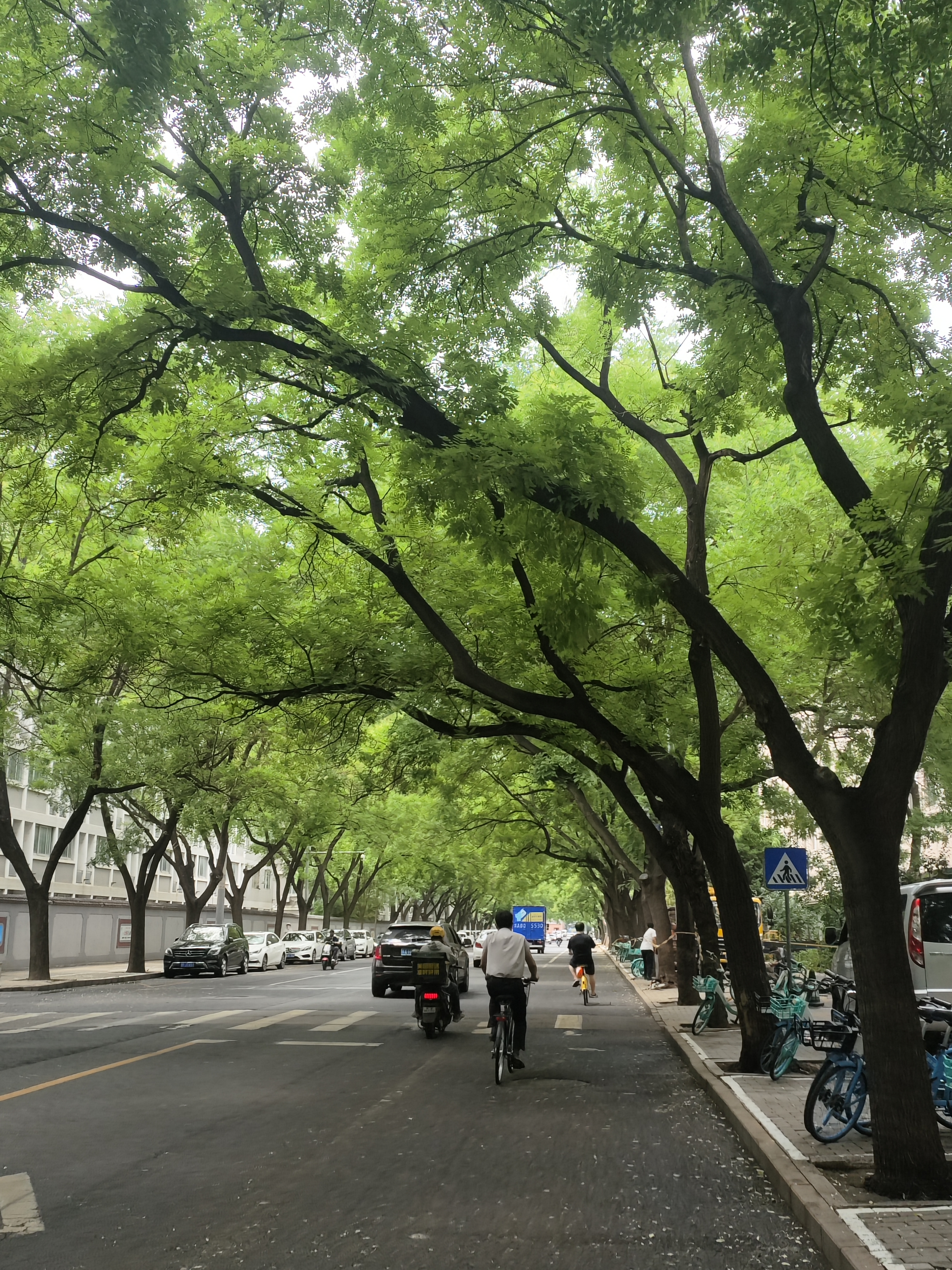 最近每天都阴阴的...但是突然发现学校北边这条路的🌳的形状都很好看捏