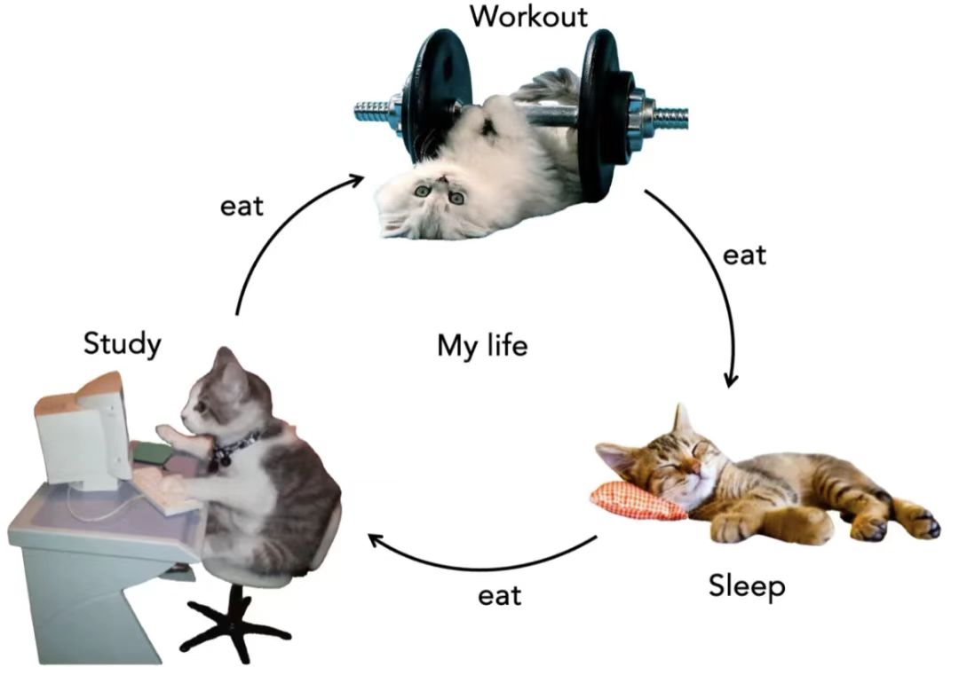 A lovely cat's daily life with sleeping, studying, working out.